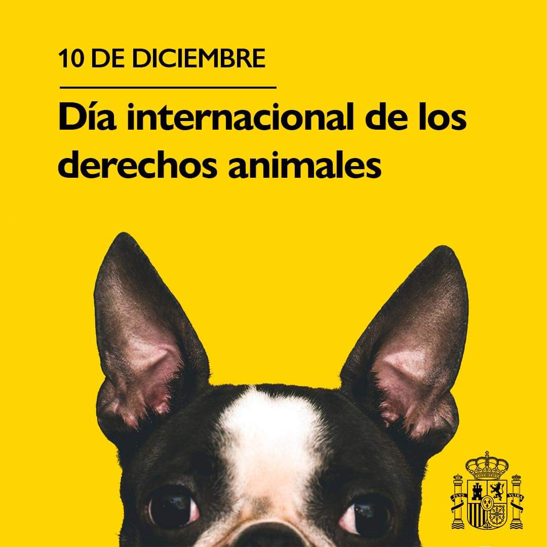 Sergio Torres 🇪🇭 🔻🐈 tweet media