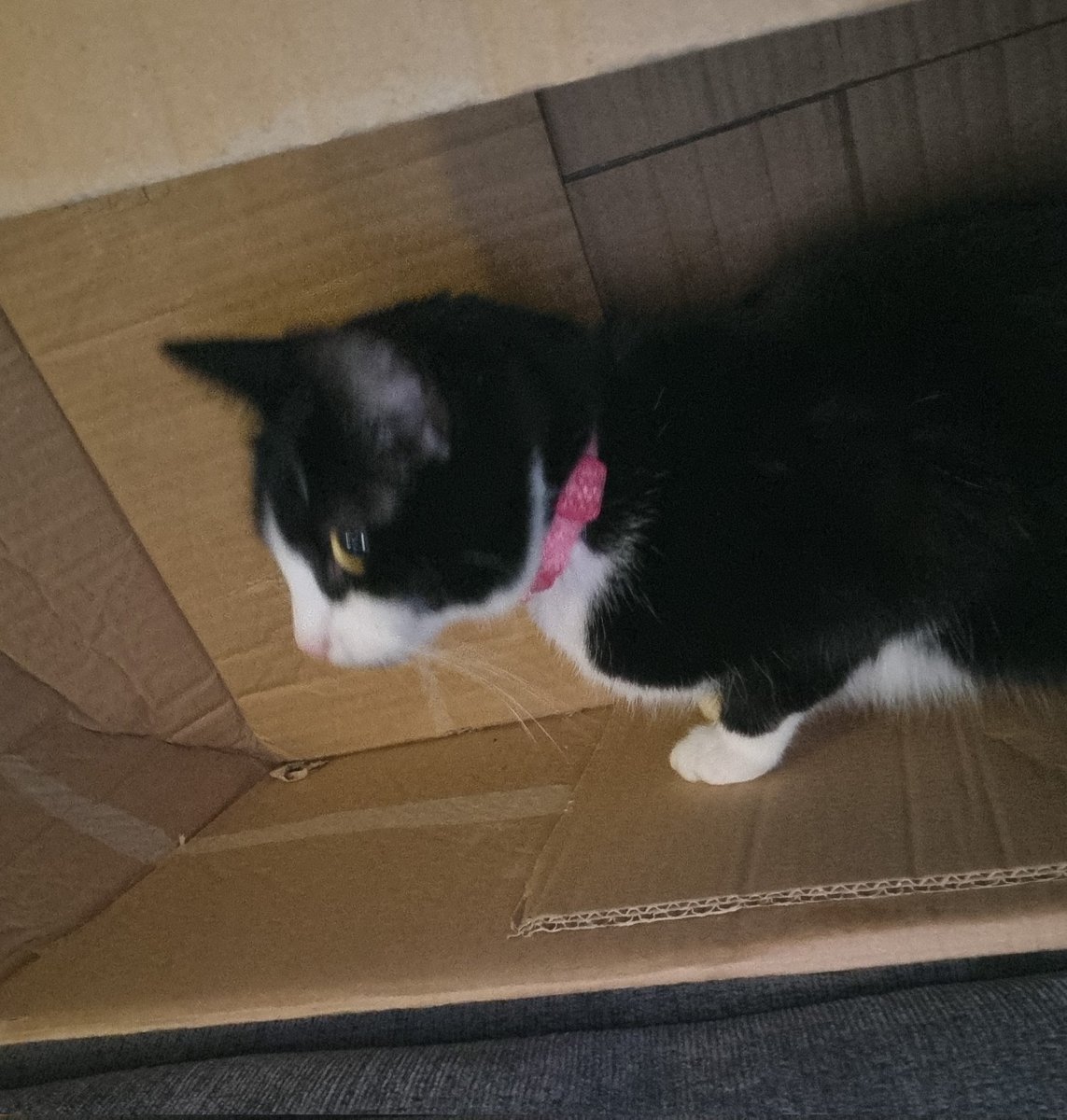 It's box season, and Oreo is in her element #Caturday