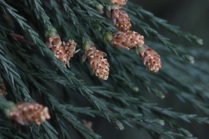 Giant Sequoia, December's Tree of the Month, has male and female cones on the same tree. These are the small male cones. There are two other species of redwood trees to be seen in the borough, the Coastal Redwood and the Dawn Redwood (January's T.o.M.). #HaringeyFavouriteTrees