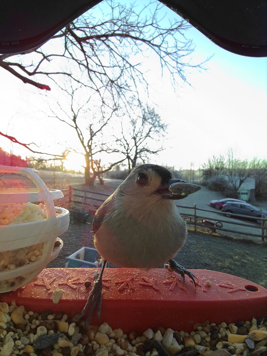 Jason Kluk tweet media