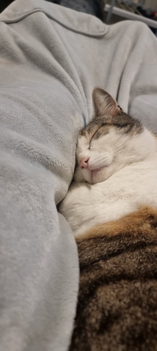 MadB26's tweet photo. #Caturday #prettykitty #tabico https://t.co/pXB1Ea8mm8