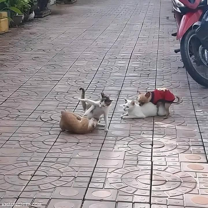 TranslatedCats's tweet image. A chaotic society.