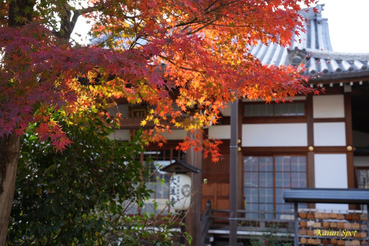 tabigoshuin's tweet photo. #京都 #天台宗 の #行願寺 通称 #革堂 (こうどう)

✅ #洛陽三十三所観音霊場 第8番
　ご本尊は本堂脇檀の #十一面観音菩薩 
     
✅ 寺院ご本尊は #慈覚大師 の作と言われる
      #阿弥陀如来 

#御朱印  #御朱印巡り #そうだ京都行こう #旅行 
#写真 #神社仏閣 #開運スポット #洛陽３３ https://t.co/osRyA7Vi4l