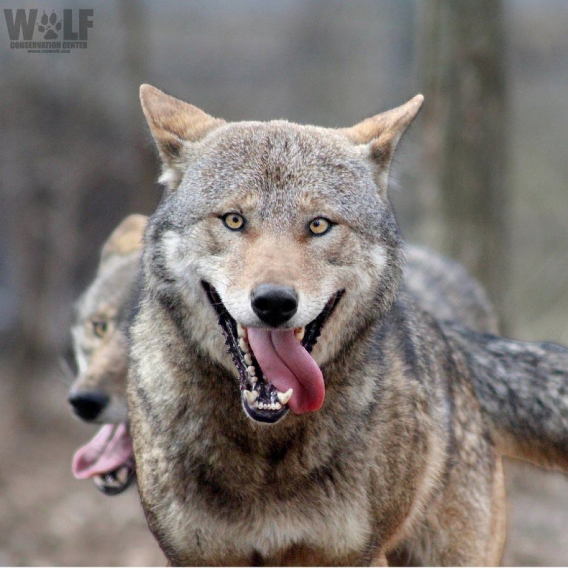 Wolf Conservation Center on Twitter:
