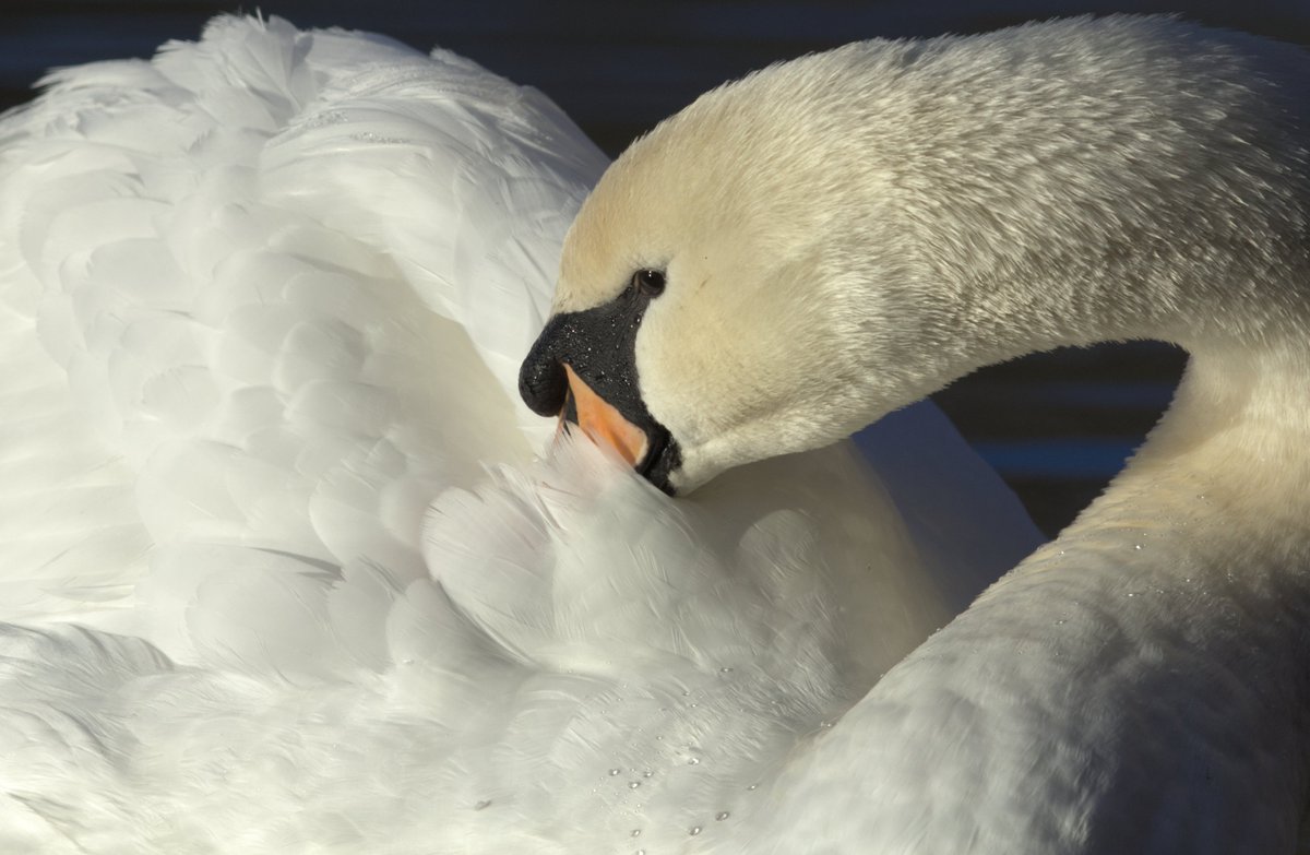 Mute Swan (Cygnus olor) preening in the early morning sunlight. Dishley Pool, Loughborough
#birds #swan #nature #wildlife  #madeinaffinity #madeinaffinityphoto #affinityphoto #affinityuniverse #500px #Picfair #canon @CanonUKandIE @100asa_official #100asaofficial @LROSbirds