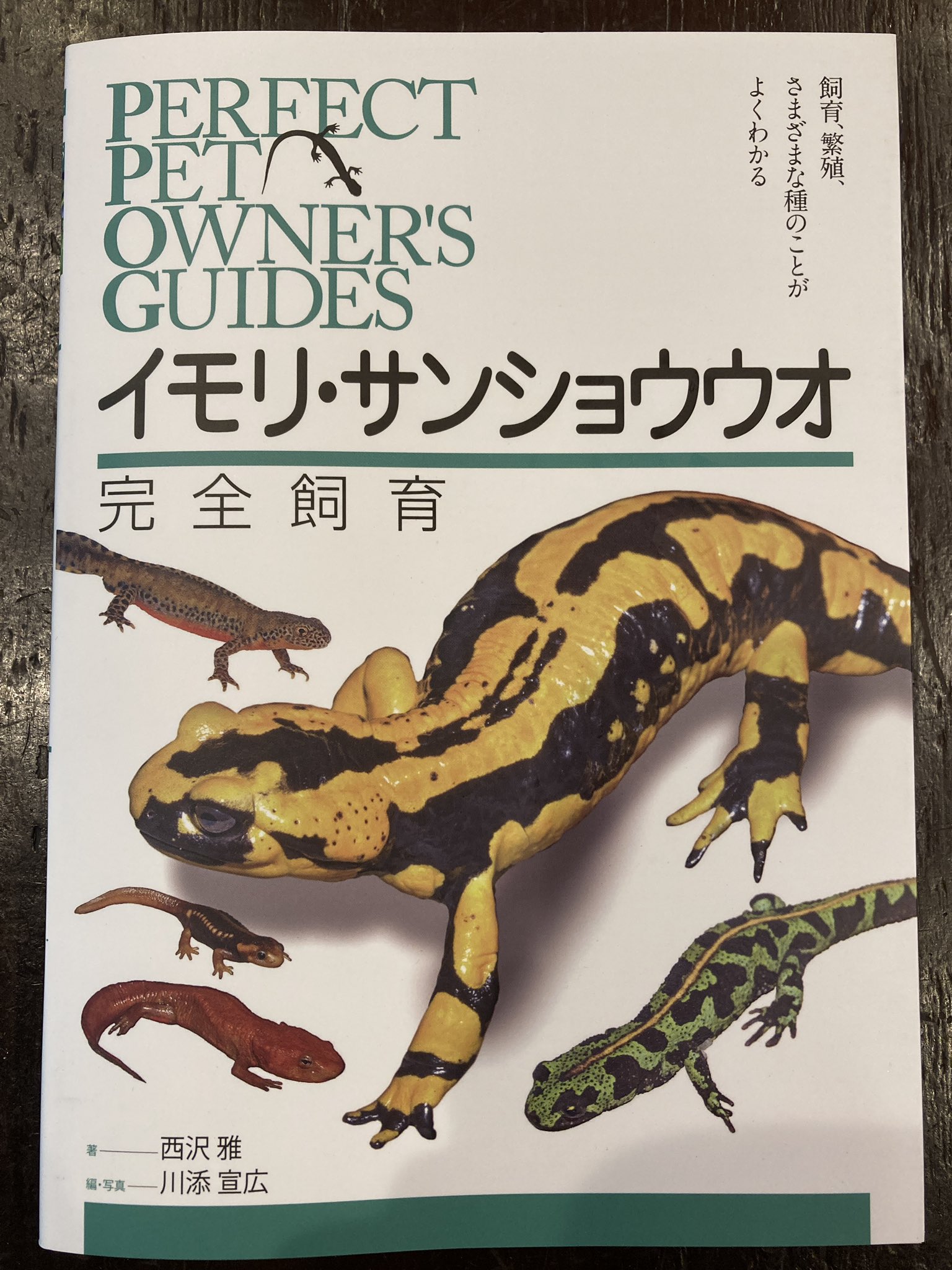 ハープタイル レプリカシリーズ クロイワトカゲモドキ ハープタイル レプリカシリーズ クロイワトカゲモドキ