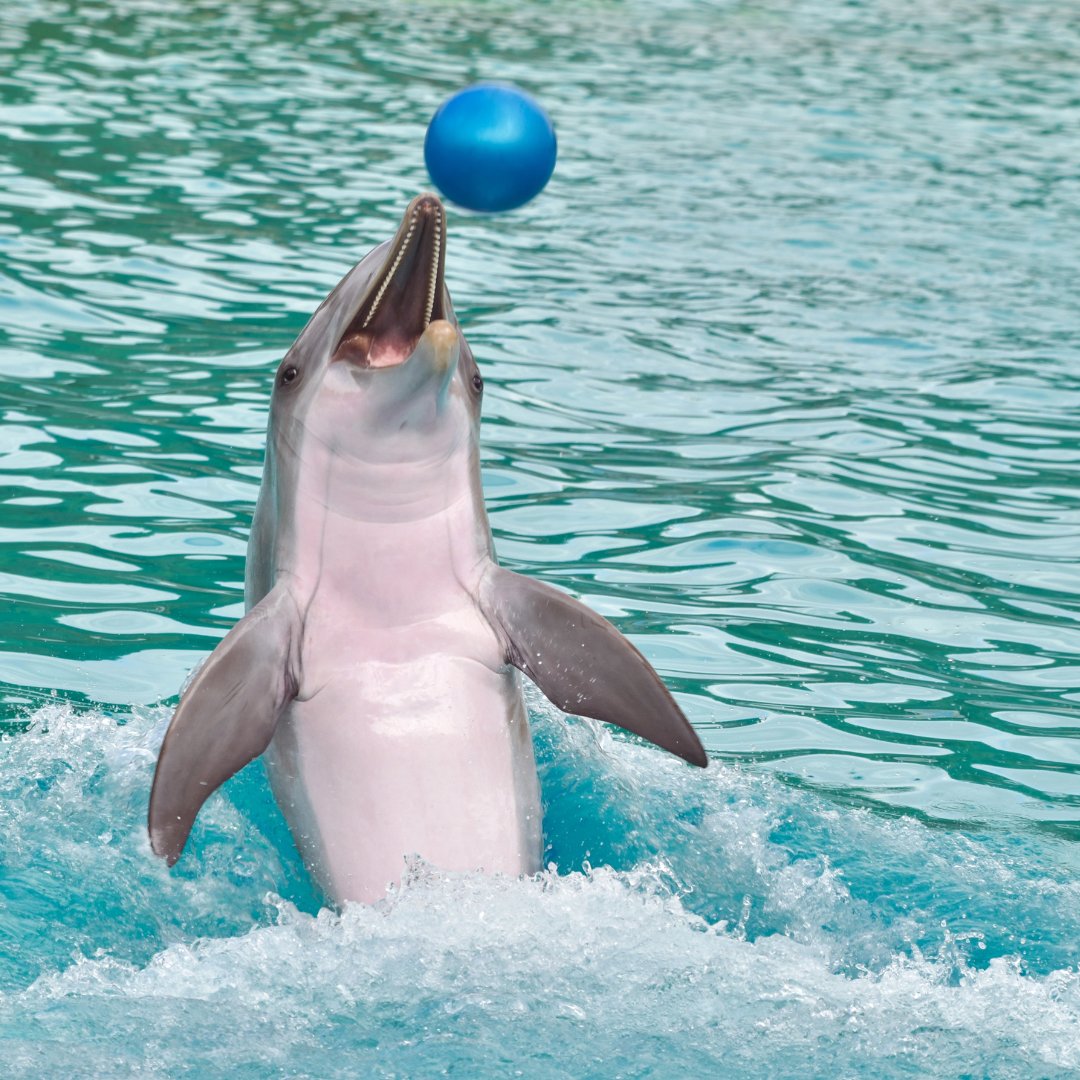 Just as we reported the closure of one dolphin park, another seems to open. 😡 

In a time where SeaWorld visitor numbers are plummeting, it seems senseless to subject another 20 dolphin to a bleak future. 

Read more 👉 bit.ly/3F9yOsh