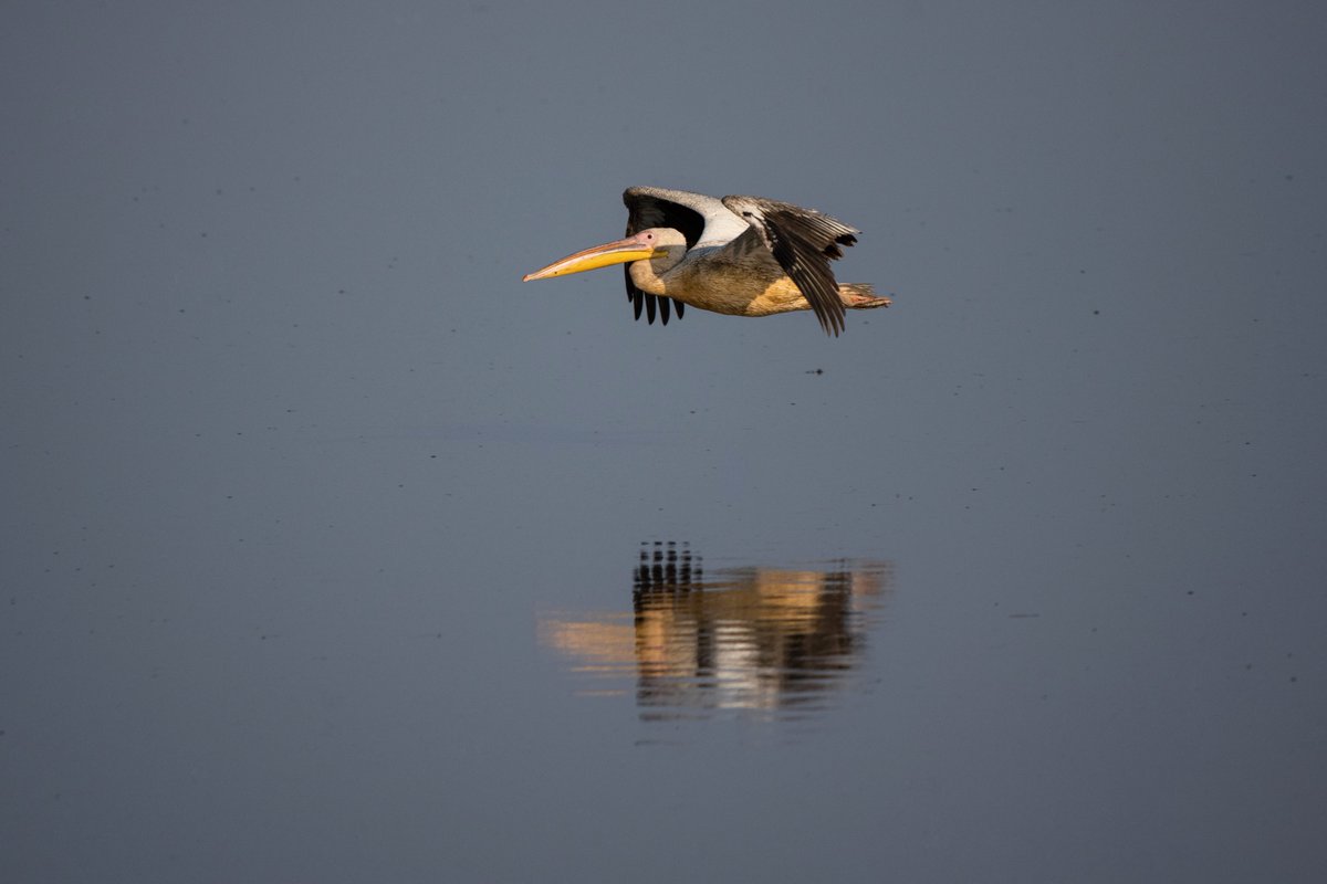 As you venture into the plains in search of incredible wildlife, don't forget to look up. With nearly 500 different bird species recorded, Nyerere National Park is undoubtedly a birders' paradise, particularly rewarding for water birds. 📸: Andrew Morgan 📍: southern Tanzania