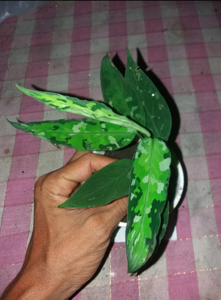 AskarilMeld's tweet photo. aglonema Pictum tricolor..,#bunga #bunga #bunga #tanamanhias #bungamurah #florist #buketbunga #tanaman #tokobunga #bouquet #jualbunga #bungawisuda #bungahias #handbouquet #kadowisuda #bungamawar #homedecor #bungapapan #bunga https://t.co/rlZupyIaXT