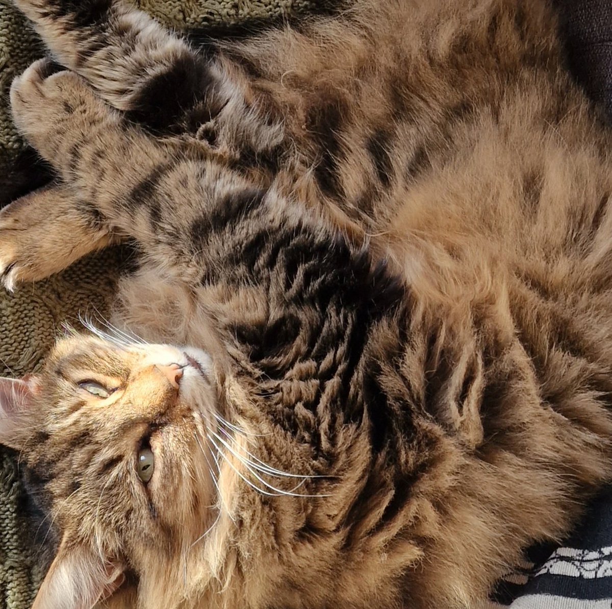 TheTweetOfMod's tweet photo. My mate Rocky. What a big floof! 😹
Happy #Caturday ❤️ #CatsOfTwitter https://t.co/PwXT33DDwy