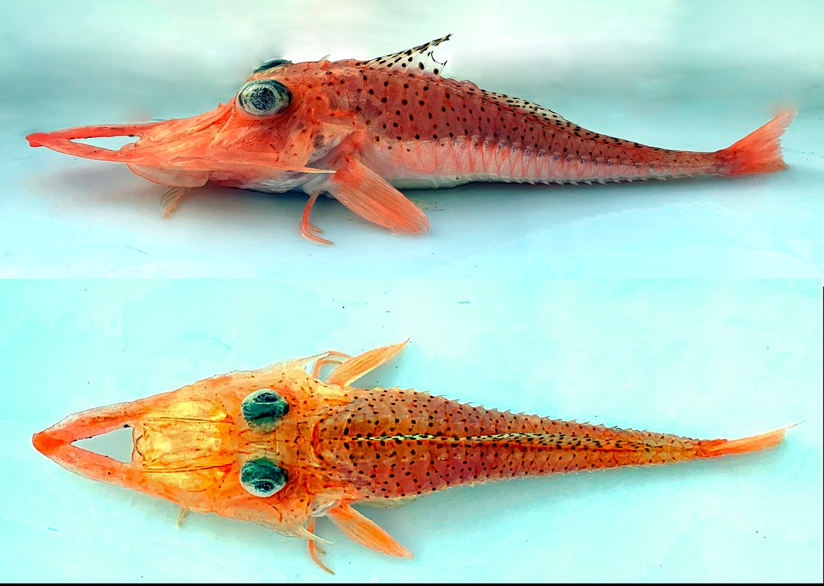 Glenn Moore (@westozfish) on Twitter photo Blackfin Armour Gurnard, Satyrichthys moluccense. Spectacular fish! This one has crossed rostra (the snout spines) - usually they are parallel to each other.
#RVInvestigator #RVIGascoyne <a href="/wamuseum/">Western Australian Museum</a> <a href="/CSIRO/">CSIRO</a> <a href="/ausmarineparks/">Australian Marine Parks</a> Blackfin Armour Gurnard, Satyrichthys moluccense. Spectacular fish! This one has crossed rostra (the snout spines) - usually they are parallel to each other.
#RVInvestigator #RVIGascoyne <a href="/wamuseum/">Western Australian Museum</a> <a href="/CSIRO/">CSIRO</a> <a href="/ausmarineparks/">Australian Marine Parks</a>