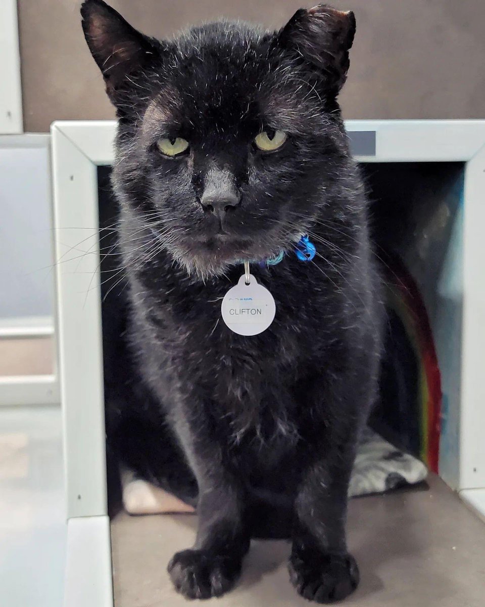 CrashsLanding's tweet image. New guy Clifton wanted to pop out of his cubby and wish everyone a happy Caturday!

#Caturday #FIVCat #AdoptDontShop