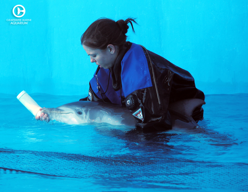 Today we commemorate Winter's Rescue Anniversary. On this day in 2005, Winter was discovered entangled in a crab trap in need of rescue. Her injuries led to the loss of her tail, but not her spirit! Winter spent 16 years at CMA, inspiring millions along the way.