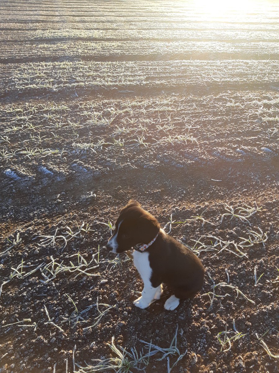 The Wheat Breeder tweet media