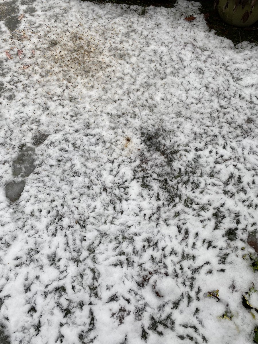 Snowy patterns &amp; feeding frenzy!
Don’t forget to feed the birds!
#Cheshire #snow #birds <a href="/Natures_Voice/">RSPB</a>