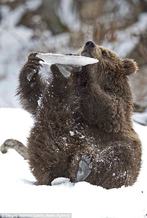 Todo Dia Ursos (@tododiaursos) on Twitter photo 