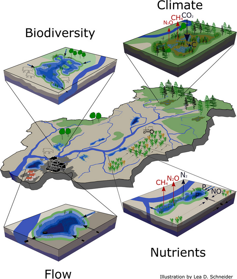 MikePeacock86's tweet photo. Really happy to have been involved in this paper, now published as an unproofed version:

"Tradeoffs and synergies in wetland multifunctionality: A scaling issue"

https://t.co/MZXSJPkBcJ https://t.co/bvZk56YufZ