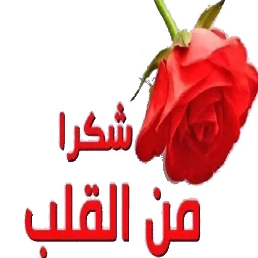 عاشقه 😻 tweet media