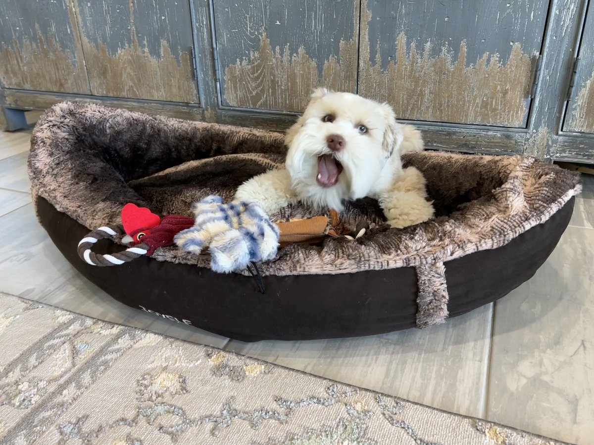FlokiTheFizzgig's tweet photo. Today’s my 1st Birthday! 🎉🎁🥳🎈I played with friends at the dog park and picked out a bone at the store. I’s learned a lot this year and had so much more fun because of my dog Twitter community. I luvs you all. #Flokifun #dogsoftwitter #SchnauzerGang https://t.co/YFqRsA4SKH