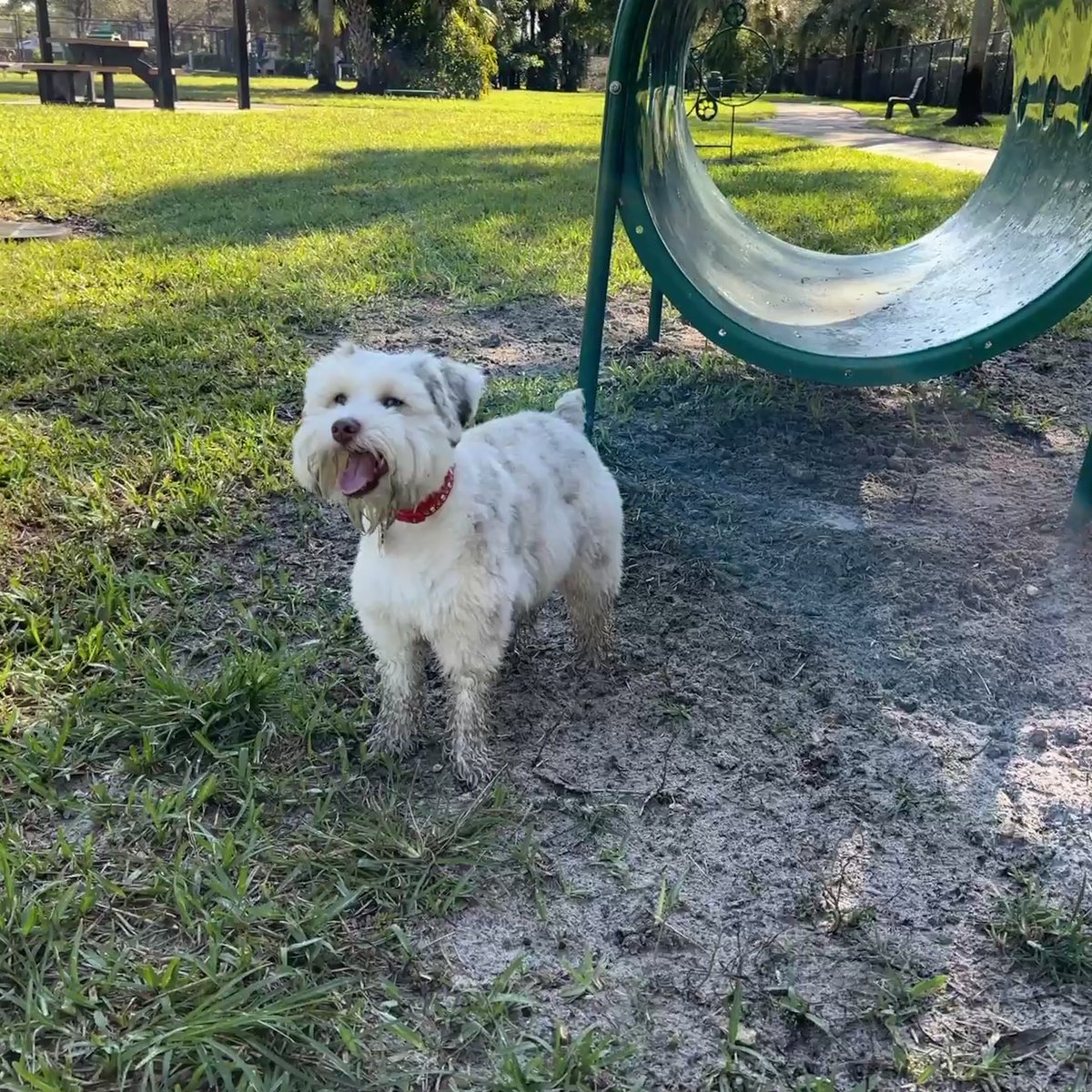 FlokiTheFizzgig's tweet photo. Today’s my 1st Birthday! 🎉🎁🥳🎈I played with friends at the dog park and picked out a bone at the store. I’s learned a lot this year and had so much more fun because of my dog Twitter community. I luvs you all. #Flokifun #dogsoftwitter #SchnauzerGang https://t.co/YFqRsA4SKH