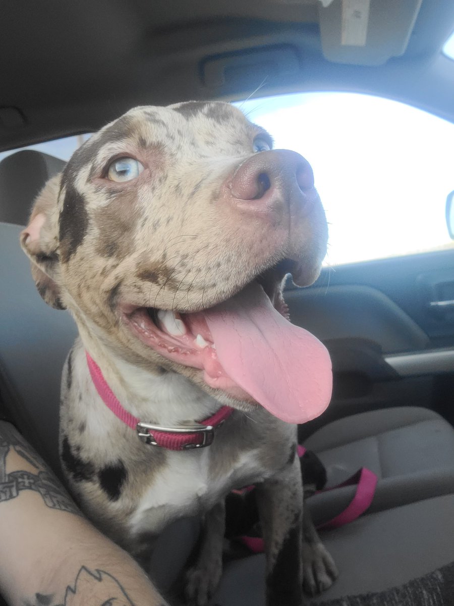 nate_wrenn21's tweet image. Everyone meet &quot;Alebrije&quot; aka &quot;Ally&quot; 
&apos;Alebrije are guides to the lost souls in the Land of the Dead&apos;