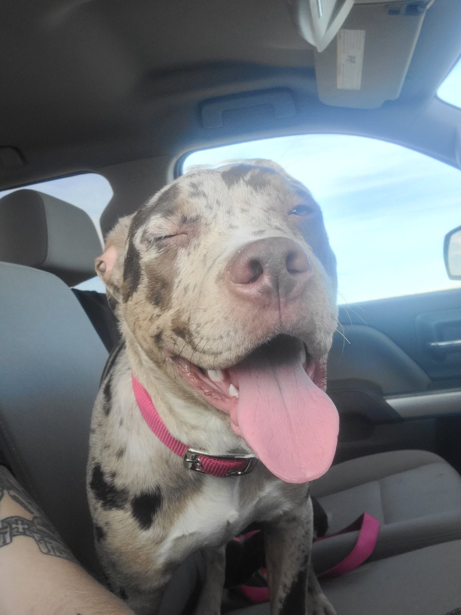 nate_wrenn21's tweet image. Everyone meet &quot;Alebrije&quot; aka &quot;Ally&quot; 
&apos;Alebrije are guides to the lost souls in the Land of the Dead&apos;