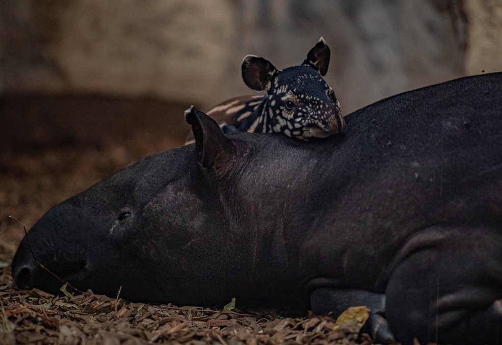 BIAZA's tweet photo. ✨ After 13 months of pregnancy, Margery the tapir at @chesterzoo gave birth!

With fewer than 2,500 remaining in the wild, a brand new Malayan tapir is a crucial step towards Chester Zoo's work to protect this #Endangered species.   

Read more 👇
https://t.co/iKzbyZvdBs https://t.co/Wgu3NdRbJO