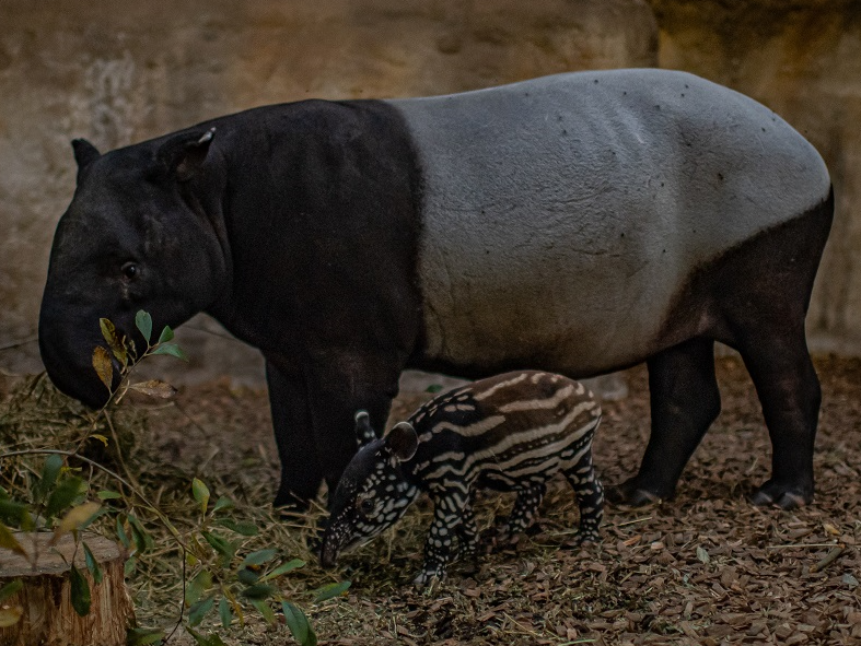 BIAZA's tweet photo. ✨ After 13 months of pregnancy, Margery the tapir at @chesterzoo gave birth!

With fewer than 2,500 remaining in the wild, a brand new Malayan tapir is a crucial step towards Chester Zoo's work to protect this #Endangered species.   

Read more 👇
https://t.co/iKzbyZvdBs https://t.co/Wgu3NdRbJO