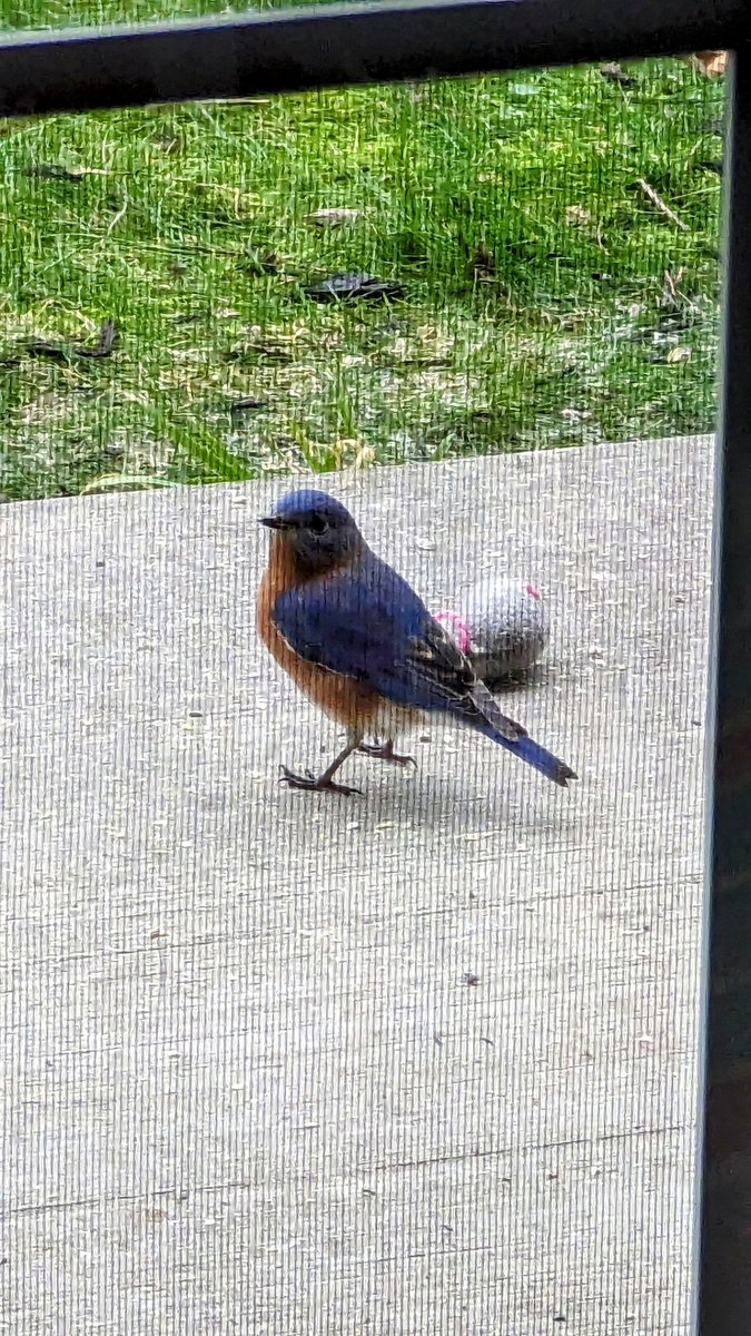 @ohiodnr Surprised to find a pair of Eastern Bluebirds visiting my feeders specifically, bits of fruit suet on patio! #EasternBluebirds #DecemberBirdSighting #NEOhio
