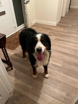 MissingPetsGB's tweet photo. 🐕 MARY #BerneseMountainDog
#Missing from Hurtmore Charterhouse area of #Godalming #GU7 on Saturday 10th December 2022
Mary is a very nervous dog, please do not chase
https://t.co/rjuOS5xvb4 https://t.co/7svwXsoOqI