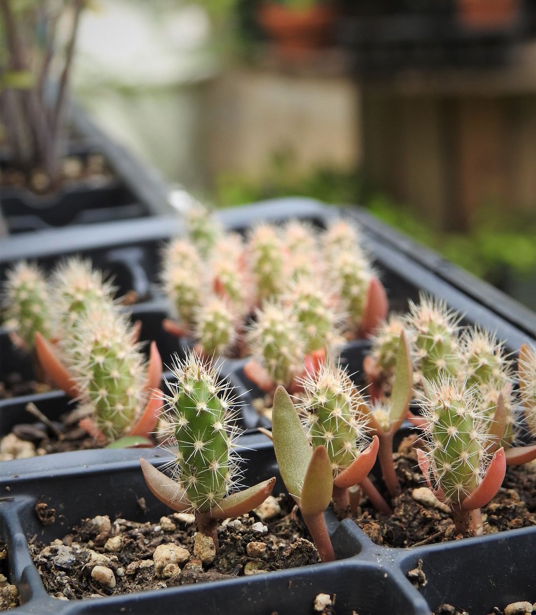 CWF_FCF's tweet photo. Native plants are the foundation of diverse ecosystems. But… when native plant communities are missing from the landscape, where does the seed needed for restoration come from? Read more: https://t.co/sKaGtPOIgg 🌱
#LearnWithCWF https://t.co/T0ss7jG6Zw