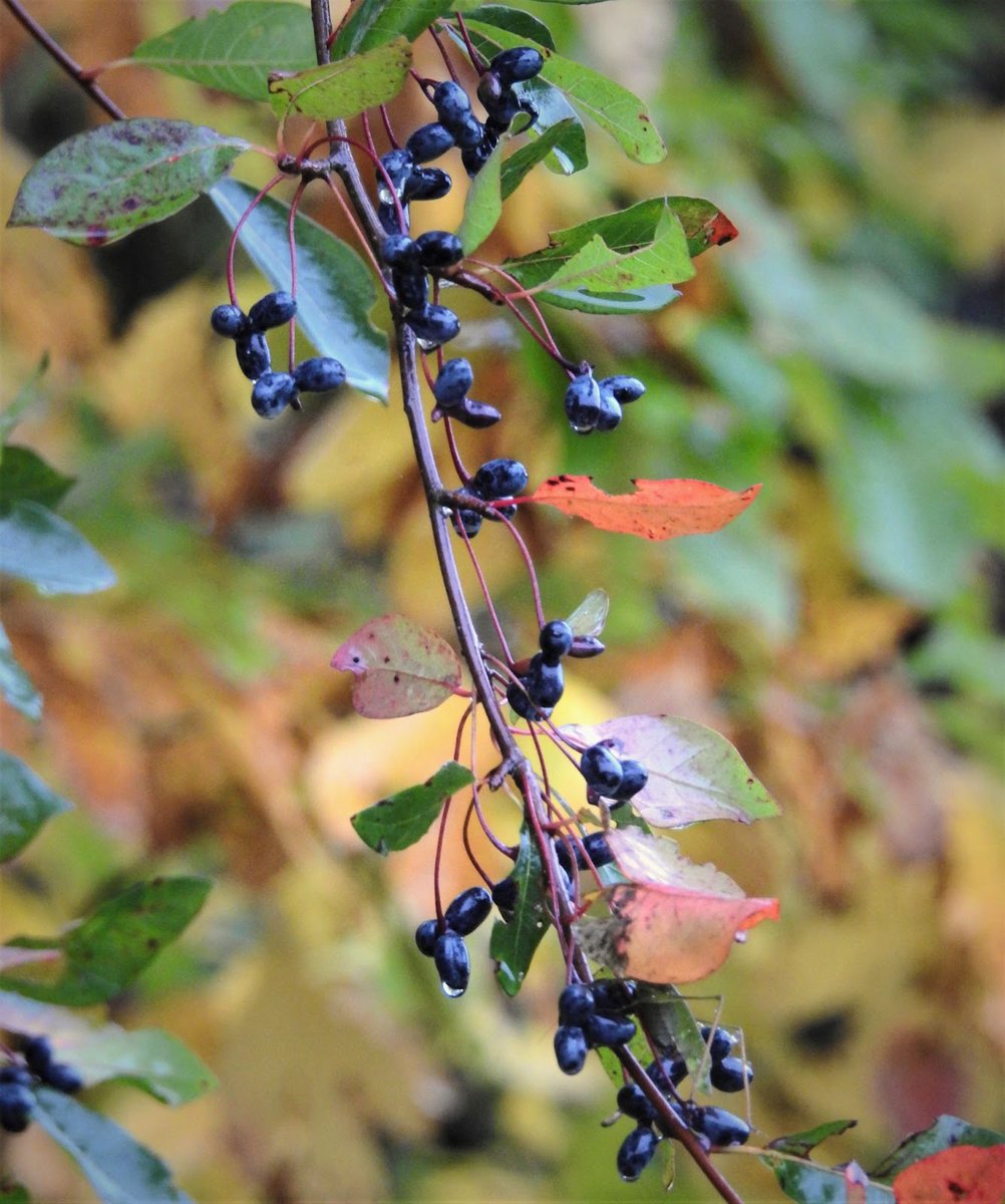 CWF_FCF's tweet photo. Native plants are the foundation of diverse ecosystems. But… when native plant communities are missing from the landscape, where does the seed needed for restoration come from? Read more: https://t.co/sKaGtPOIgg 🌱
#LearnWithCWF https://t.co/T0ss7jG6Zw