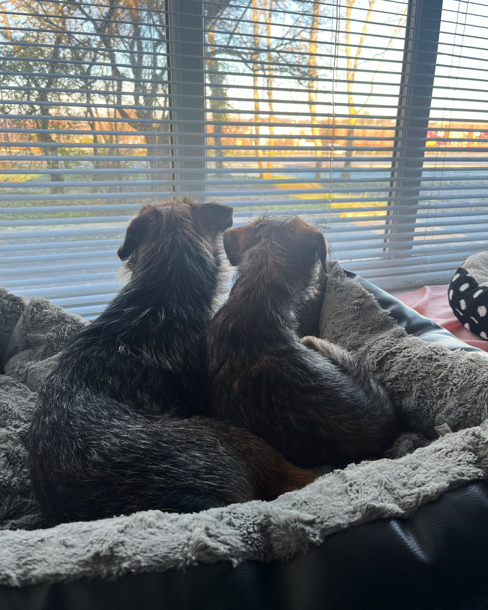 Keeping an eye on the neighbourhood (looking for people accidentally dropping food)