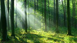 MichelleDilhara's tweet photo. We can slow down climate change and its consequences if we collectively rethink our consumption practices. Globally, we should all be working towards reducing our footprints on the earth and its resources.
.
.
#ClimateAction #SafeNature #Climate #Nature https://t.co/BKsBpgpsC8