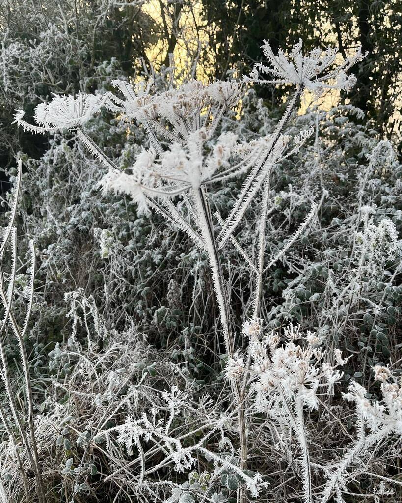 suephipps56's tweet photo. Cold and magical https://t.co/pXR0HiPoDP https://t.co/YcPLar57vC