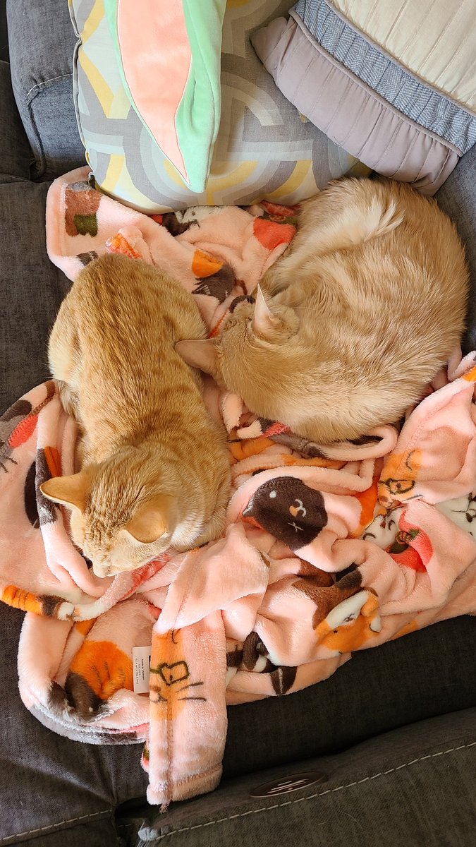 BestCardsFan's tweet photo. Happy #Caturday from my babies 😍 don't forget about the dog 😁 https://t.co/WcgGmJZo0P
