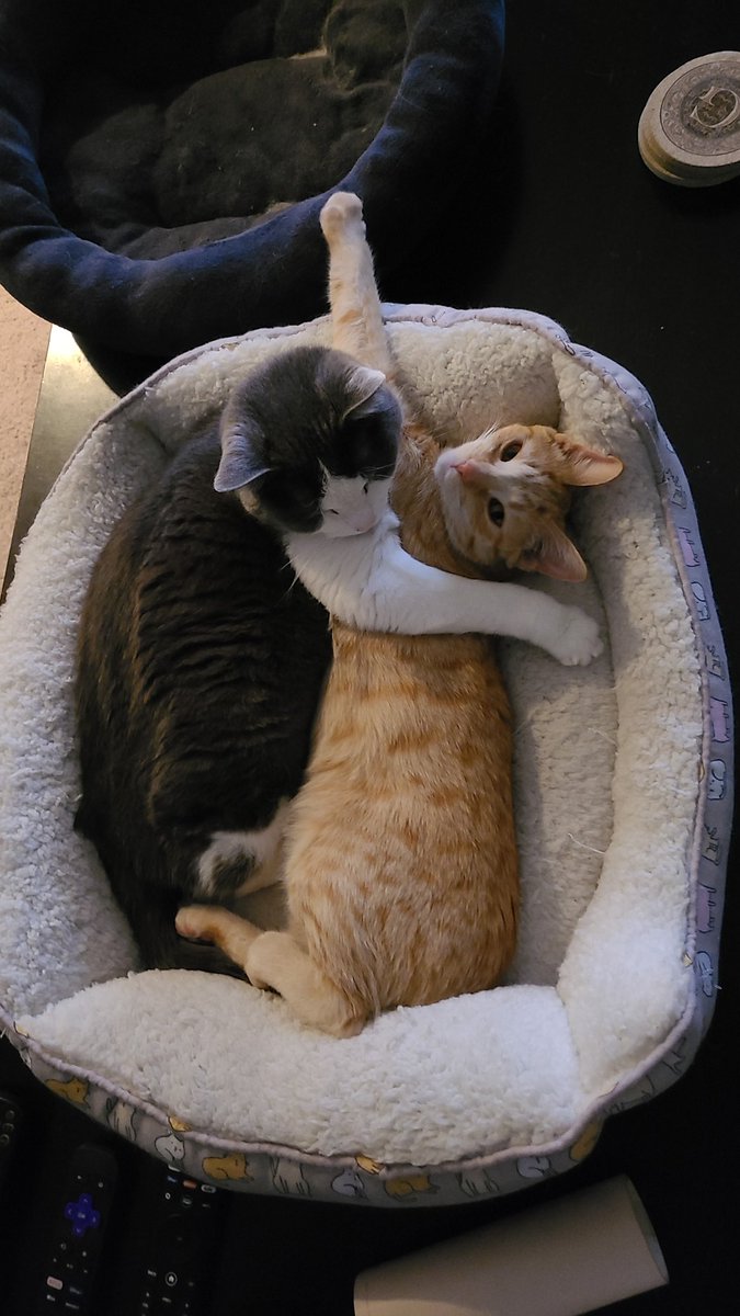 BestCardsFan's tweet photo. Happy #Caturday from my babies 😍 don't forget about the dog 😁 https://t.co/WcgGmJZo0P