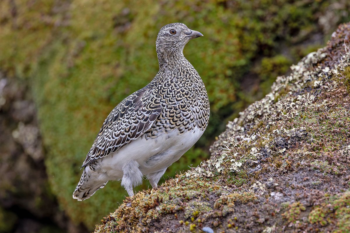birdingpete tweet picture