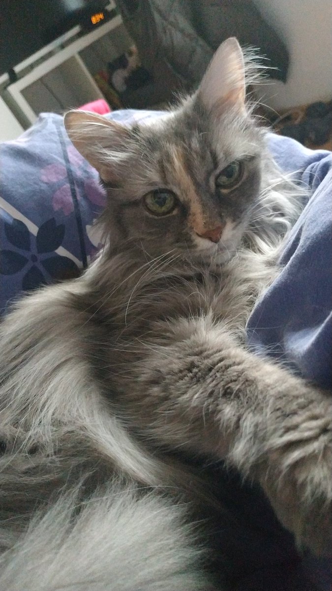 SparklesDogs tweet media