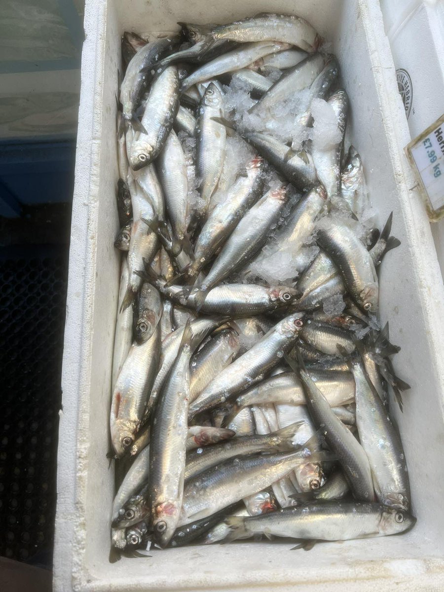 NottinghamFish1's tweet photo. https://t.co/hBw5uVoYxC