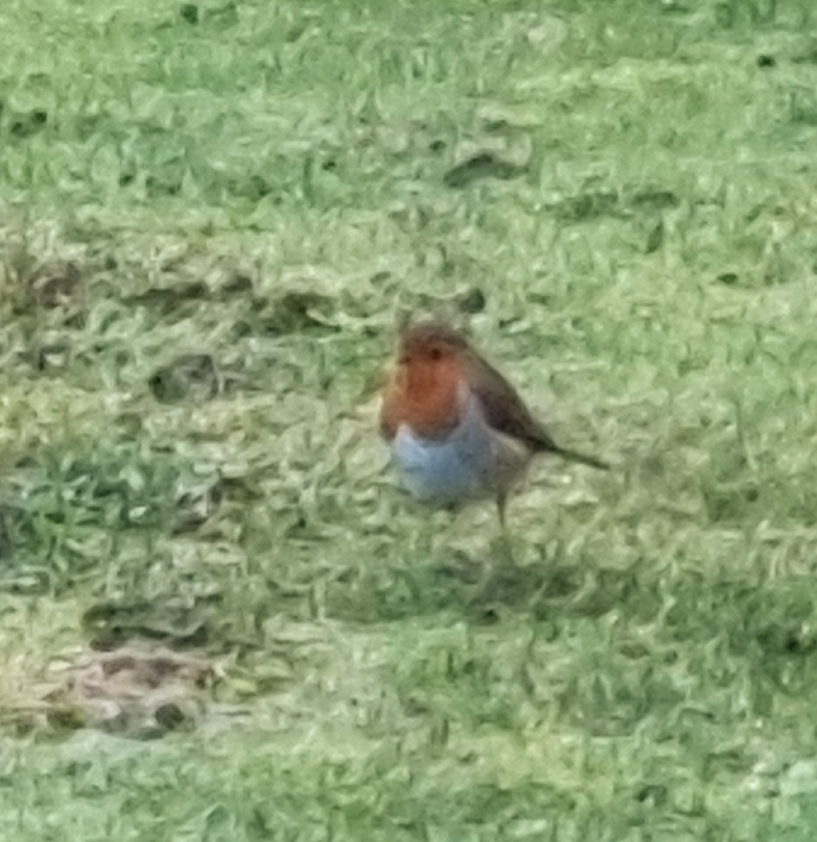 was sat watching the sea at Lligwy and a little Robin came onto the grass by us, reminds me of my mum xx
