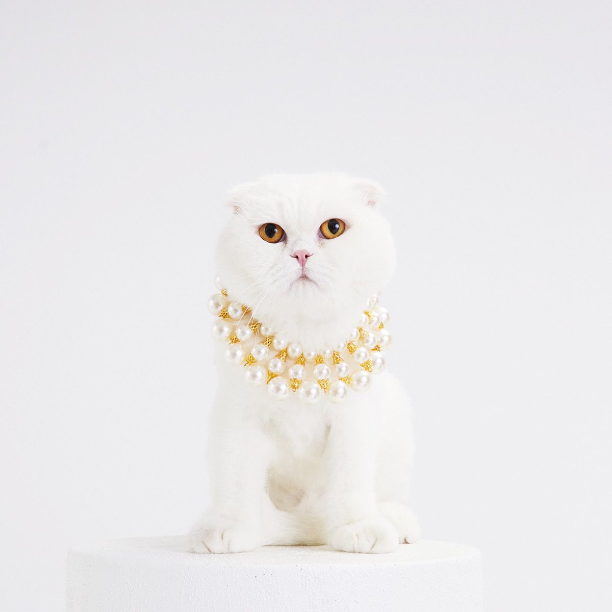 Moshiqaland's tweet photo. Highlight your feline’s beauty with graceful pearls ✨

#letsmoshiqa #moshiqa #petfashion #catfashion #dogfashion #petaccessories #celebratetheloveofpets #dognecklace #moshiqanecklace https://t.co/eo4iaoWmKB