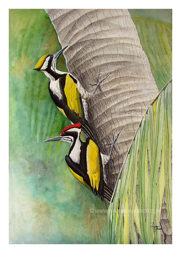 Ornithvacations~ Birding & Wildlife Holidays tweet media