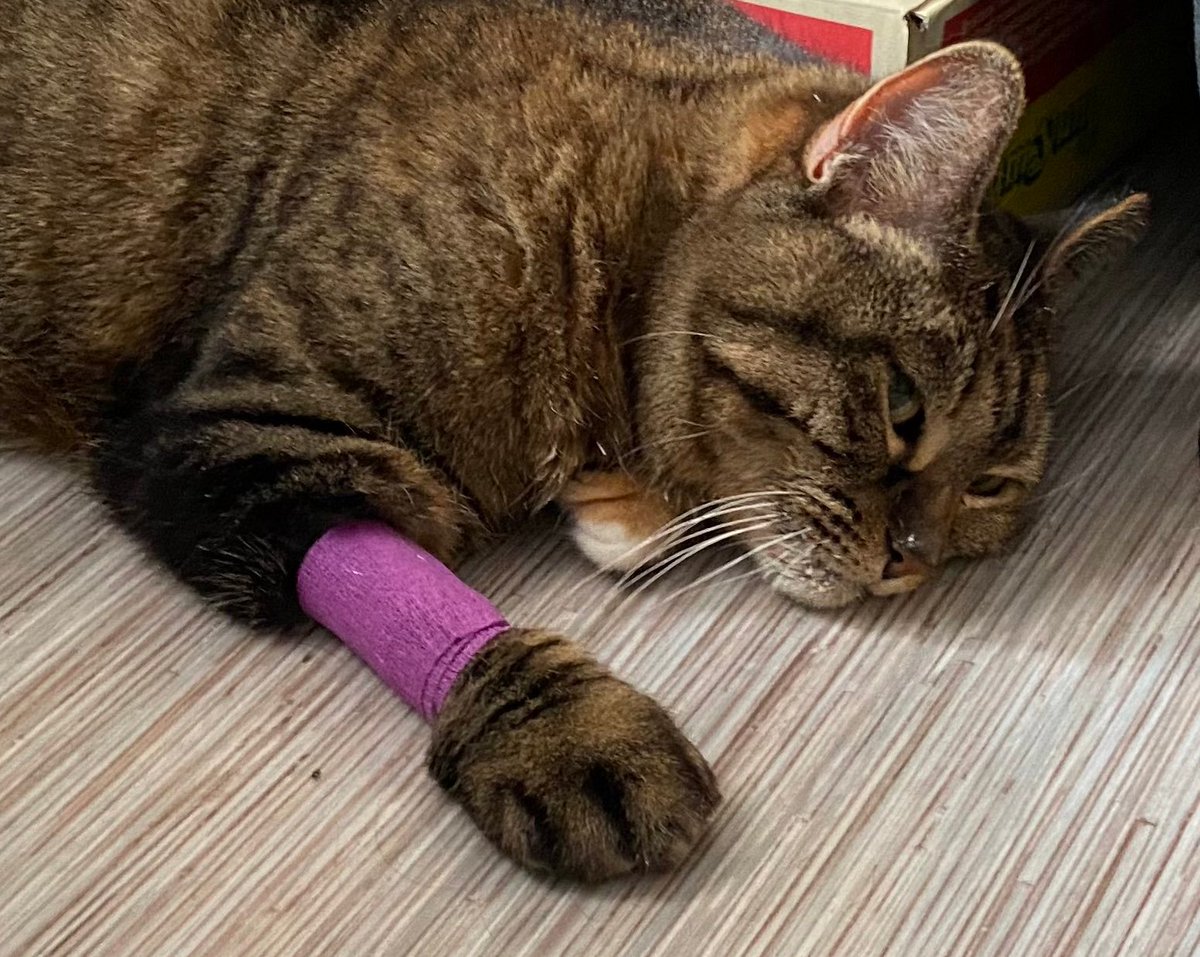 kumayano's tweet photo. Ca me fait mal au cœur de faire ça, mais mon chat à été diagnostiqué d'une pancréatite et les frais véto me sont tombés dessus. J'ai pensé à une cagnotte..
Évidemment ne vous sentez pas obligé'es, et si vous pouvez rt ça m'aiderait déjà ♥ merci beaucoup https://t.co/v0rH50Pq8X https://t.co/mA3iLNXY83