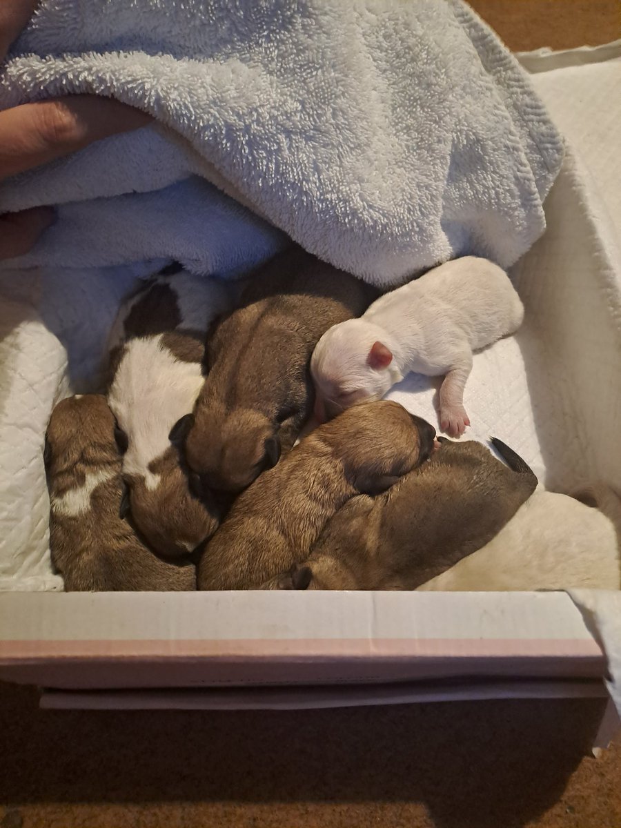 ana_cernok's tweet photo. Molim za pomoć Pančevo, BG i okolina! Pronašli smo 7 štenaca koji još nisu ni progledali. Nahranili smo ih i tražimo rešenje šta dalje. U SR sam potpuno neplanirano samo na 7 dana, baš bi mi značilo da mi date neke smernice šta dalje! Hvala i šerujte! https://t.co/3PdDQASwW0
