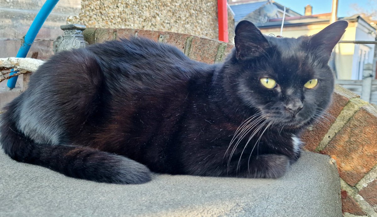 TheTweetOfMod's tweet photo. I'm just catching the last rays of the sun. 🌞
It's chilly out, but I'm in my fur coat!
#BlackCatsOfTwitter #CatsOfTwitter https://t.co/2nvKRkLIof