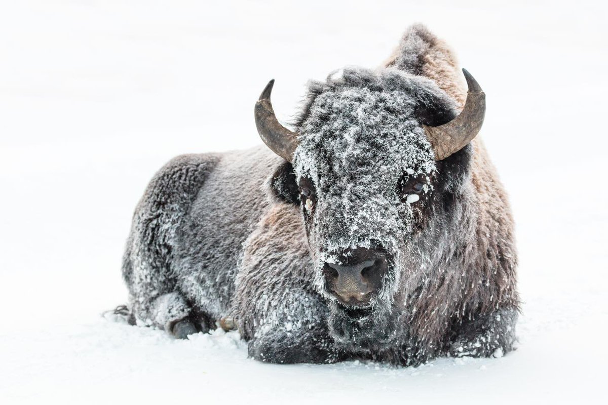 Big Appa? Just remember, jumping on a bison and yelling “yip yip” will not make it fly. But you will. Stay frosty, my friend. 🦬☃️ 📸@YellowstoneNPS /Jacob W. Frank