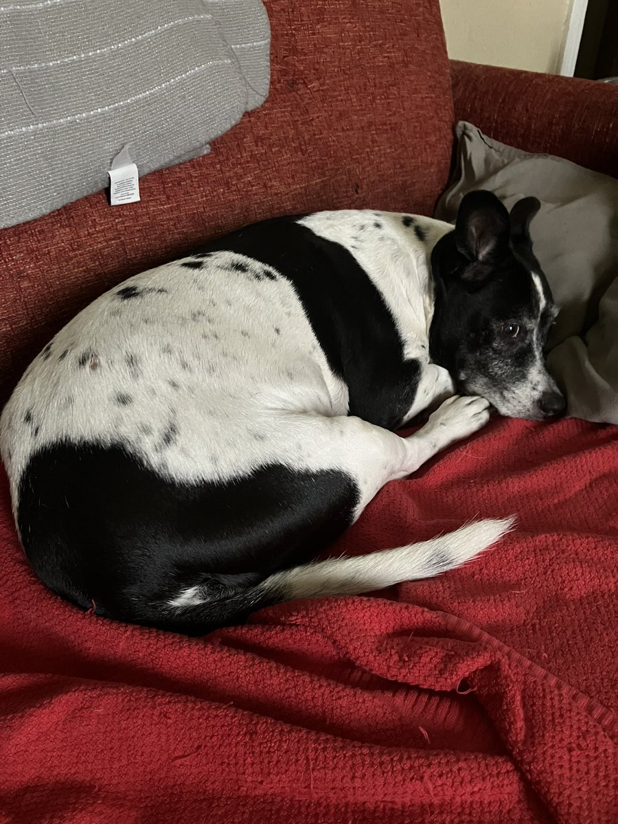 dailygoonerraf's tweet photo. Somebody had a wounded paw. #convalescing https://t.co/2dYNmVYYOo