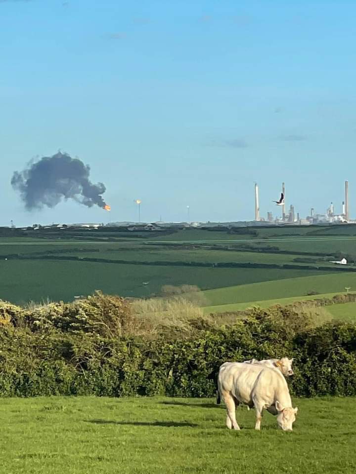 KephasAguero's tweet photo. En esta imagen vemos como la ganadería está destruyendo el medio ambiente y acrecentando el calentamiento global. https://t.co/Qo44S6ntag