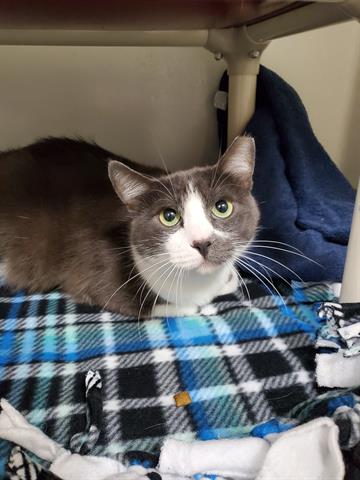 ARLBostonRescue's tweet photo. Meet Tom! 🐱
Tom is a 2-year-old who can be a tad shy when first meeting people, but enjoys lots of head &amp; cheek scratches. Learn more or #adopt at https://t.co/243cS59MHG https://t.co/jrMlLdM9LR
